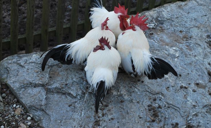 Foto: Tiergarten Walding