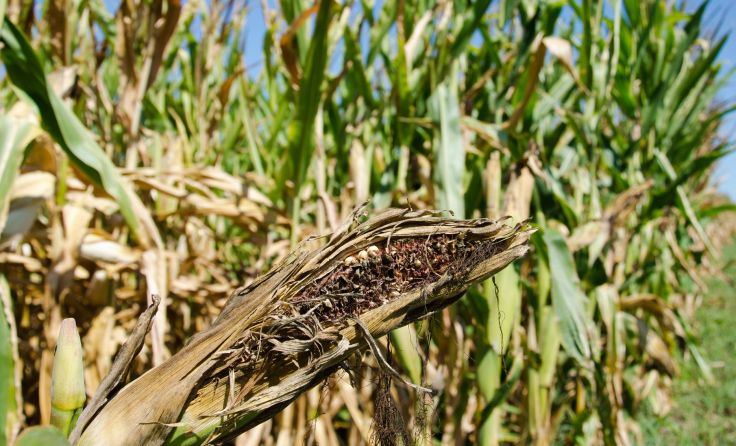 Die Landwirtschaft spürt die Folgen des Klimawandels. Foto: Tony Campbell/shutterstock.com