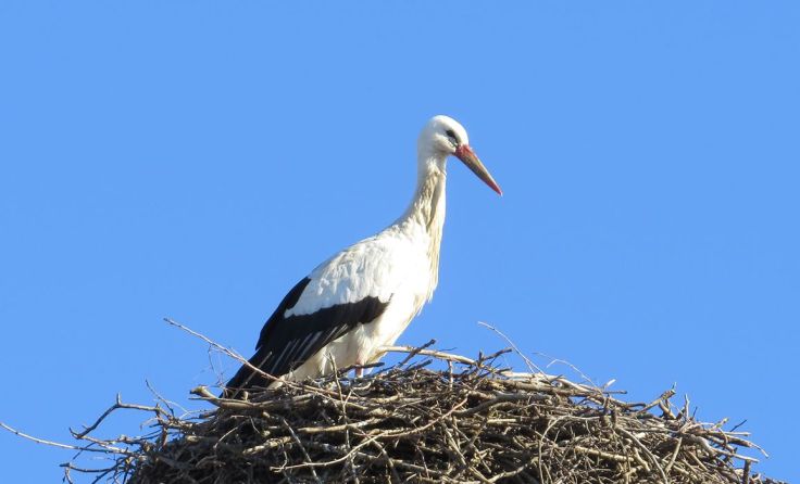 Weißstörrche brauchen genügend naturnahen Lebensraum. Foto: Robert Gattringer