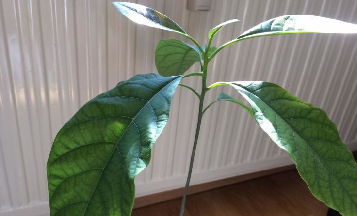 Mein Freund - die AvocadoFoto: Hamedinger