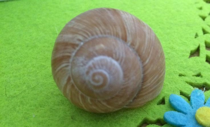 Weinbergschnecken haben es besser, oder doch nicht?Foto: Lichtenauer