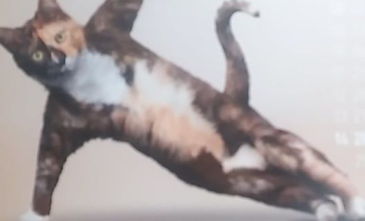 Katzen zeigen Fitnessübungen. Foto: Hamedinger