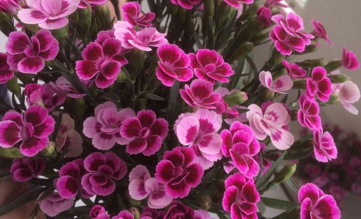 Blumen helfen zu entspannen. Foto: Lichtenauer