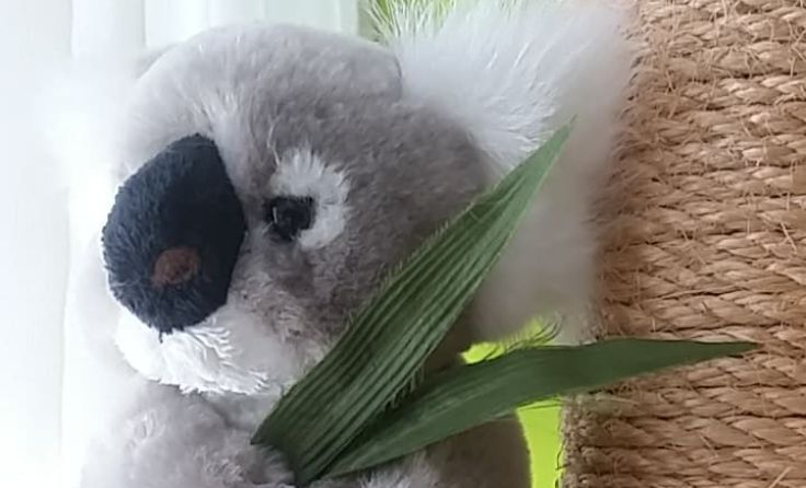 Nicht billig in der Haltung - Koalas. Foto: Hamedinger