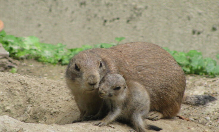 "Emil" und seine Mutter. (Foto: Tiergarten Walding)