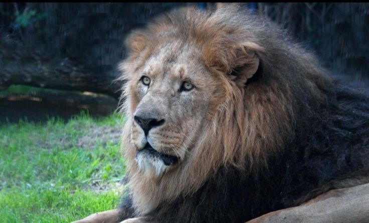 Der Löwe "Sepp". (Foto: Tiergarten Walding)