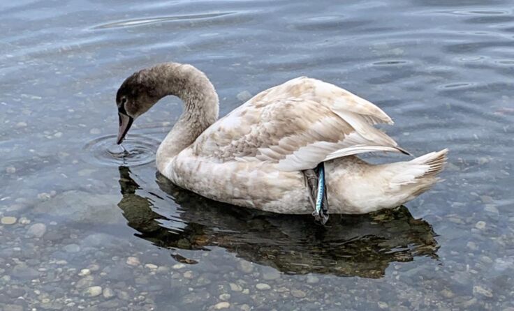  (Foto: Tierhilfe Gusental)