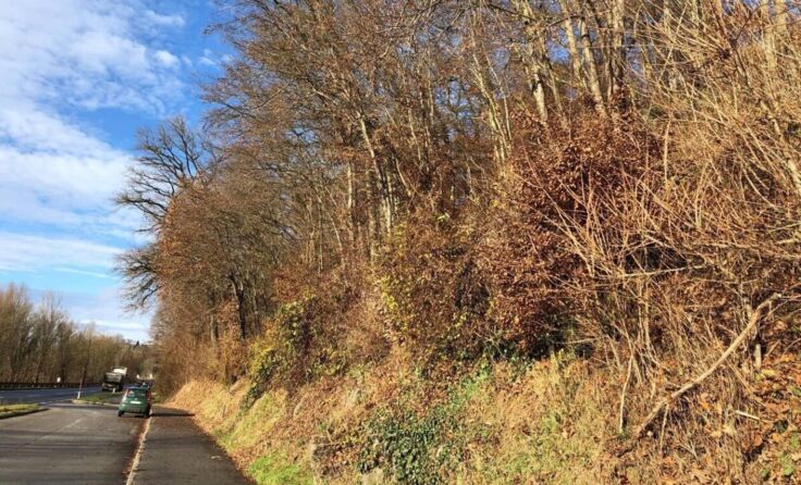 Der Bannwald soll auch in Zukunft die B127 schützen. (Foto: BH Urfahr-Umgebung)