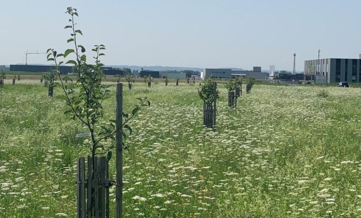 Eine Streuobstwiese im Betriebsbaugebiet von Feldkirchen. (Foto: Allerstorfer)