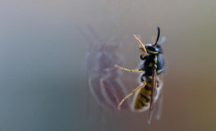 Eine Wespe war Verursacher des Sturzes. (Foto: Weihbold)