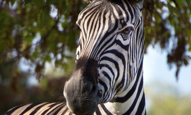 Die Zebras freuen sich auf Besuch. (Foto: Tiergarten Walding)