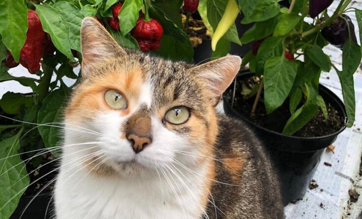 Die wachsame Hauskatze. (Foto: Hamedinger/Lichtenauer)