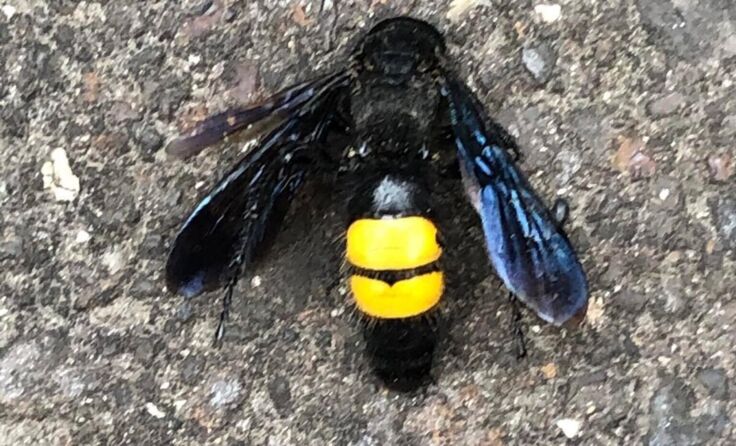 Die Borstige Dolchwespe kommt etwa auch in Urfahr-Umgebung vor. (Foto: Lichtenauer)