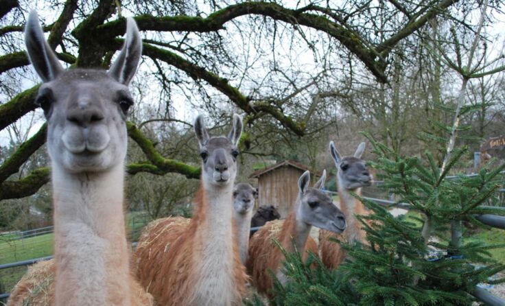 Guanakohengst „Ronaldo“ und seine Damen bei der Christbaumjause. (Foto: Tiergarten Walding)
