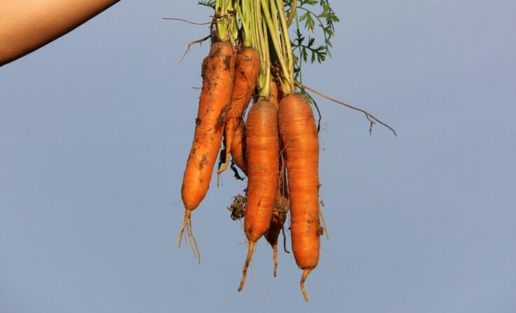 Karotten aus der Region schmecken. (Foto: Süss Hof)