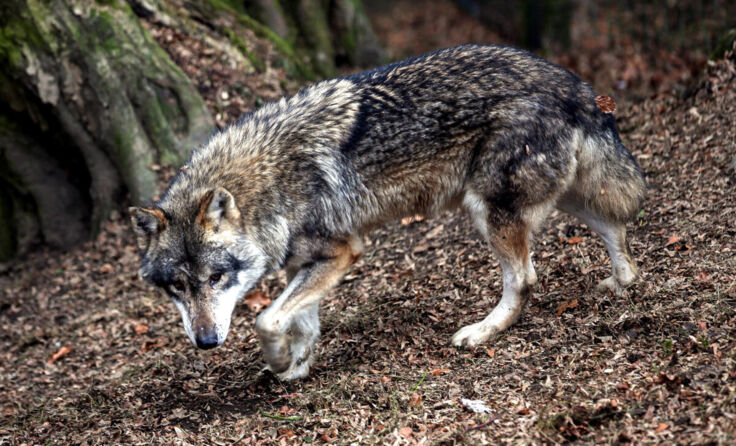 Wölfe sind längst in Oberösterreich heimisch. (Foto: Weihbold)