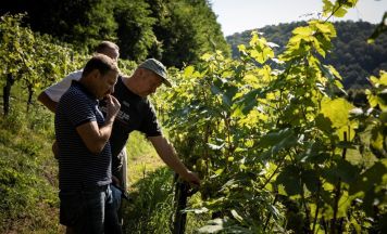 Maureder: „Ich will Weine machen, die typisch für unsere Region sind“
