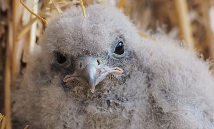 Der gerettete Turmfalke Olaf. (Foto: Margit Pointner)