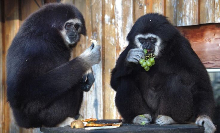 Die Gibbons freuen sich auf Besuch. (Foto: Tiergarten Walding)
