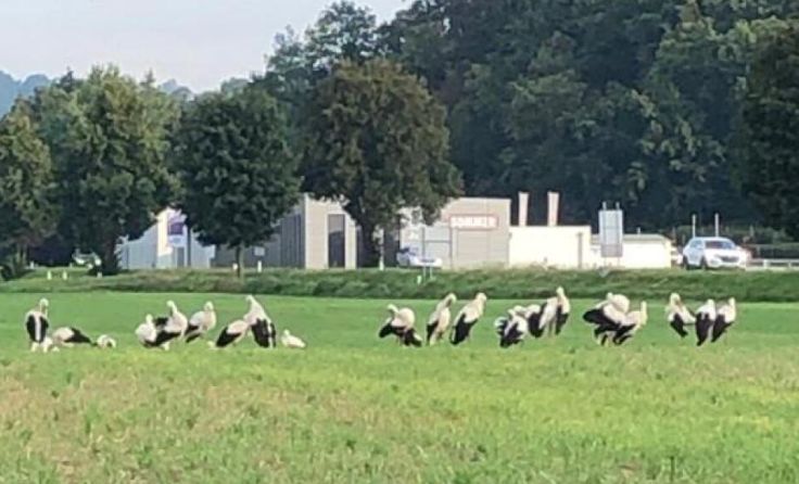 Die Störchen in Walding (Foto: Karl Pindeus)