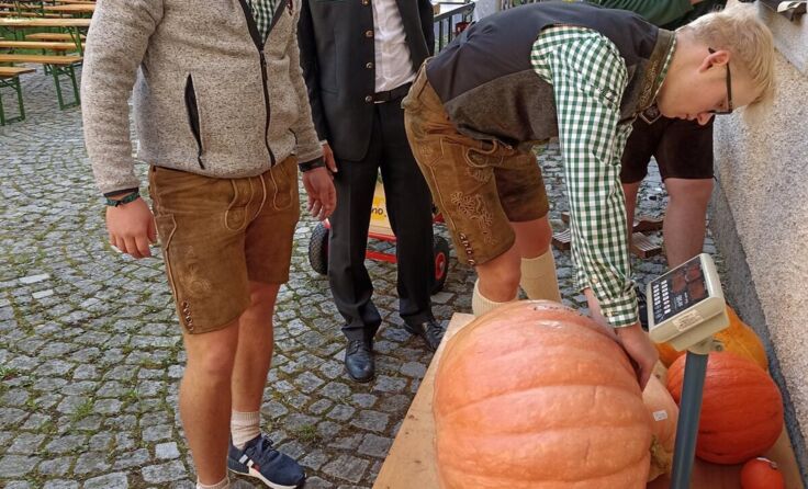 Der Rekordkürbis wird gewogen. (Foto: Pfleger)