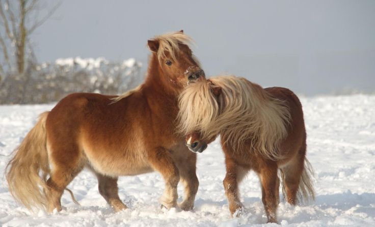 Die Ponys im Tiergarten Walding freuen sich auf Besuch. (Foto: Tiergarten Walding)
