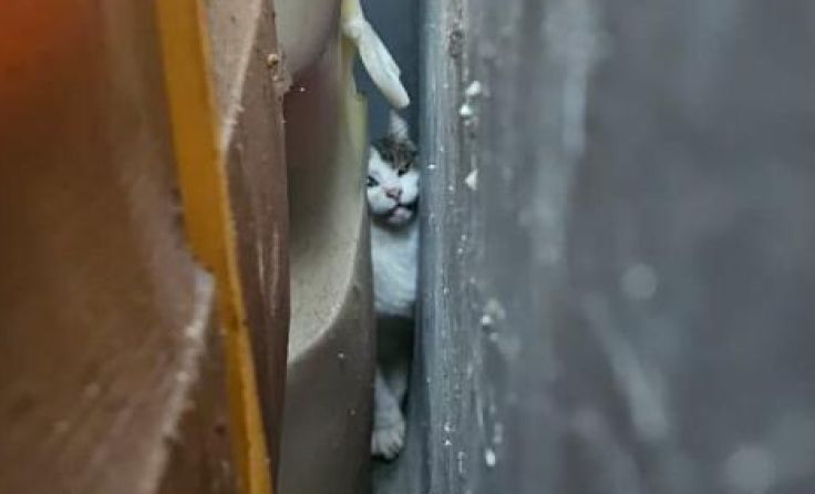 Die eingeklemmte Katze. (Foto: Tierhilfe Gustental)