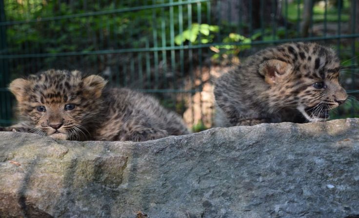 Die beiden China-Leopardenbabys sind derzeit noch namenlos. Foto: Herbert Stoschek