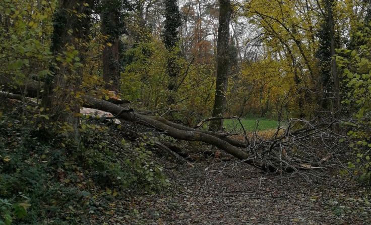 Fotos: Stadtgemeinde