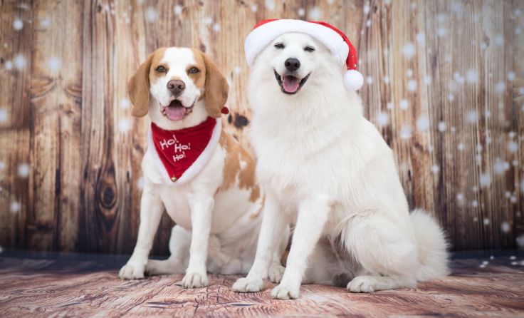 Beagle Charlieund Spitzmischling Simba Foto: Wau-Effekt Celia Ritzberger