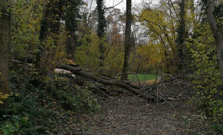 Der Schlauchpilz rafft auch die Eschen im Eichbergwald dahin. Foto: Stadtgemeinde Enns