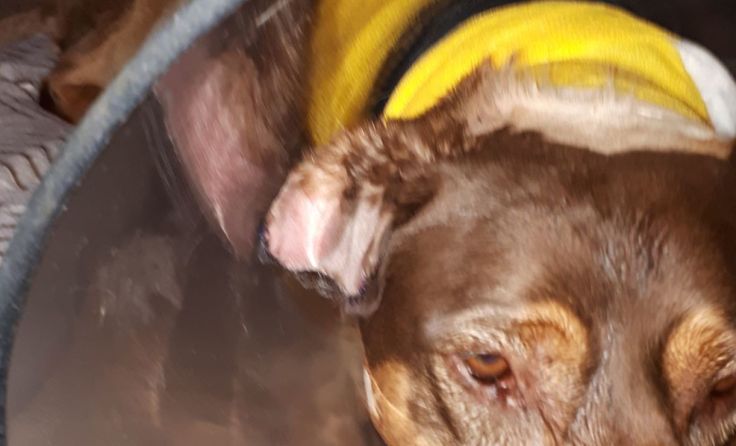 Ein Drittel von Luigis rechtem Ohr musste amputiert werden. Fotos: Glassner