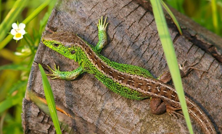 Die Zauneidechse ist wie der Laubfrosch noch in Restbeständen erhalten. Fotos: Wolfgang Simlinger