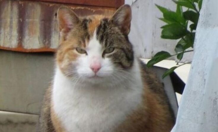  (Foto: Streunerkatzen OÖ)