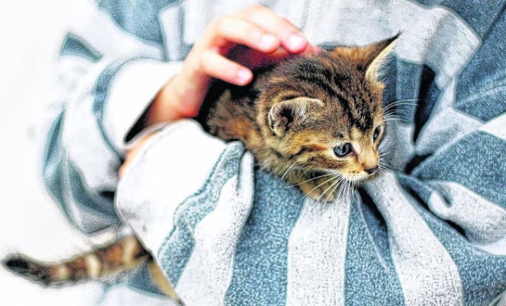 Jungkatzen werden besonders oft ausgesetzt. Foto: Weihbold