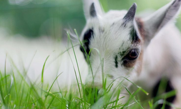 Auch Ziegen werden künftig im Haustierpark ihr Zuhause haben. Foto: Weihbold