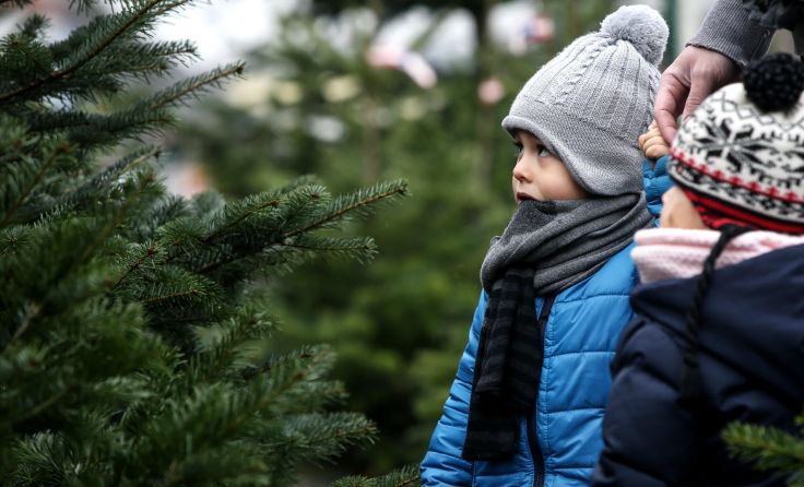 Der Verkauf der Christbäume ist schon angelaufen. Foto: Weihbold