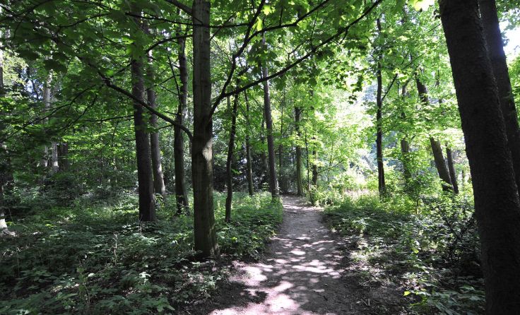 Hummelhofwald: 8 Hektar große Naherholungszone am Bindermichl. Foto: Stadt Linz