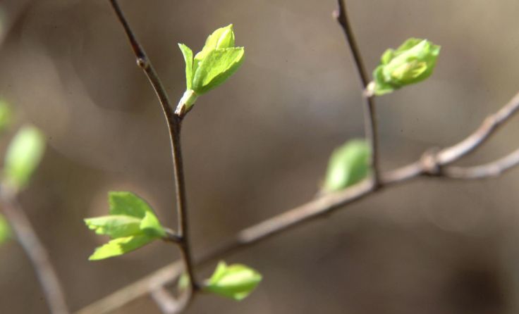 Der Gehölzbestand wird ausgelichtet. Foto: Wodicka