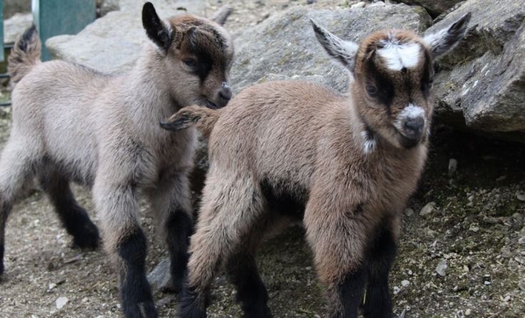 Die Zwergziegenzwillinge bei ihren ersten Erkundungen. Foto: Zoo Linz