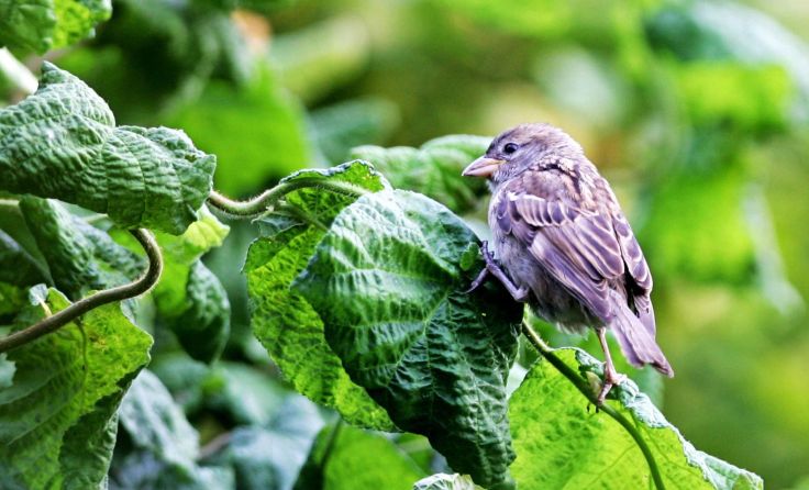Auch in Linz recht häufig zu sehen: der Spatz. Foto: Weihbold
