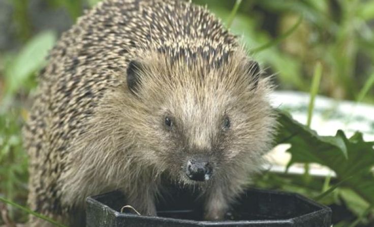 Winterunterkünfte werden gesucht. Foto: Tierheim Linz
