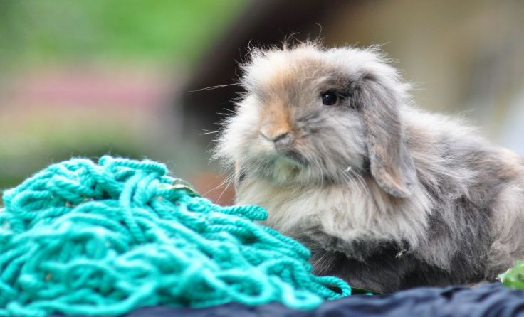 Die Foto-Kaninchen sind eifrig beteiligt an der Auswahl der Handarbeitsware. Foto: Tierheim Linz