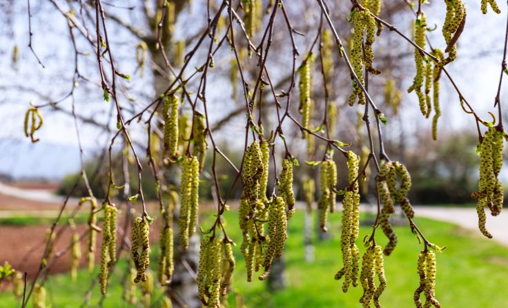  In den Niederungen stehen Birke und Esche in den Startlöchern. Foto: nnattalli/Shutterstock.com