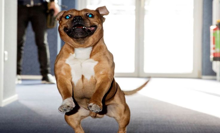 Die Liebe zu Hunden steht im Mittelpunkt, im Bild ein American Pit Bull Terrier. Foto: Paul Kranzler