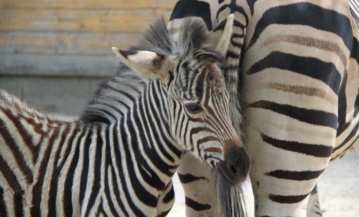 Die kleine Zebra-Stute Foto: Zoo Linz