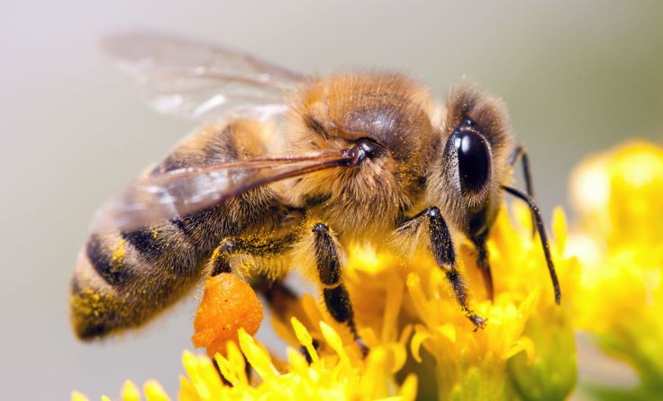 Die Biene ist stark bedroht.Foto: Sergey Lavrentev/Shutterstock.com