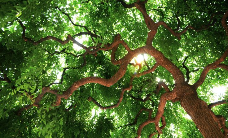 Die denkmalgeschützten Schnurbäume bekommen mehr Platz. Symbolfoto: JP Song/Shutterstock.com