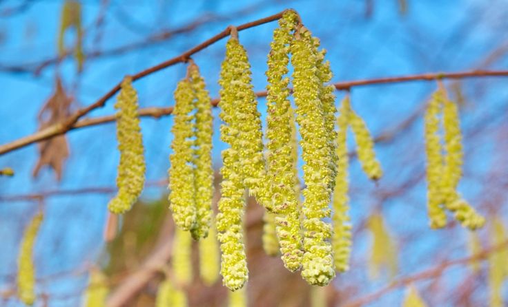 Die Haselblühte beginnt heuer schon früh. Symbolfoto: Russell Tur/Shutterstock.com