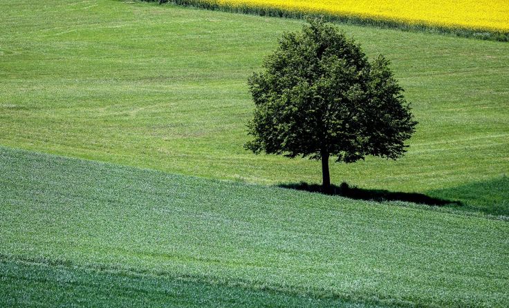 Das neue Gesetz soll Grünflächen schützen. Symbolfoto: Weihbold